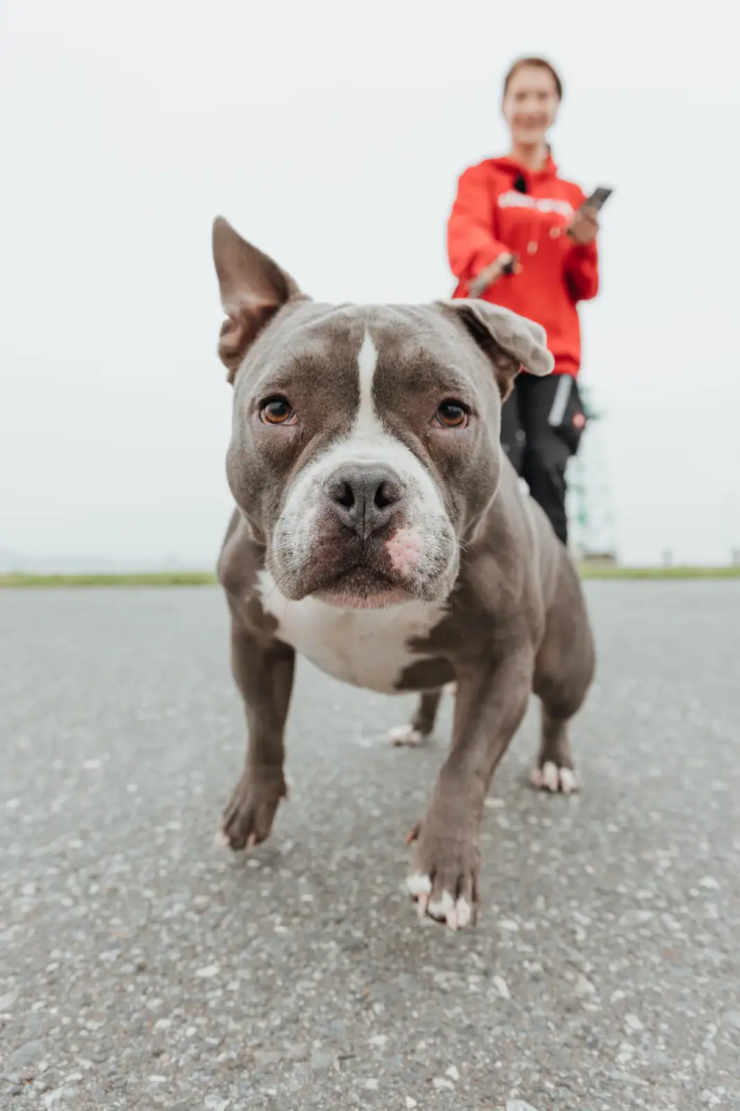 Teamhund bei enerix Weser-Elbe